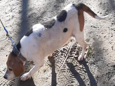 AAA Zara, beagle, cerca una nuova famiglia che la adotti