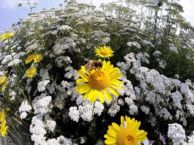 + Api. Oasi fiorita per la biodiversità nel parco Re Cit di Savigliano