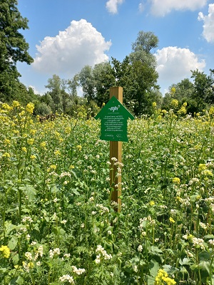 + Api. Oasi fiorita per la biodiversità nel parco Re Cit di Savigliano